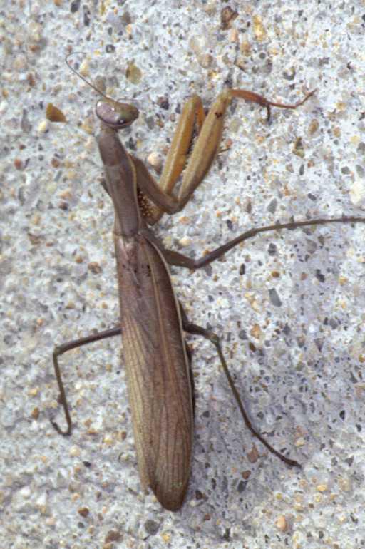 Mantis_religiosa_P1250_Z_80_Les Gris_Frankrijk.jpg
